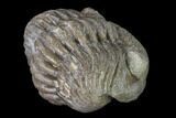 Wide Eldredgeops Trilobite - Silica Shale #137262-5